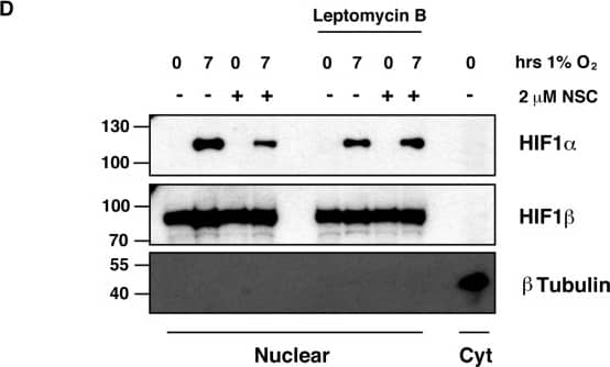 Detection of Human HIF-1 alpha by Western Blot