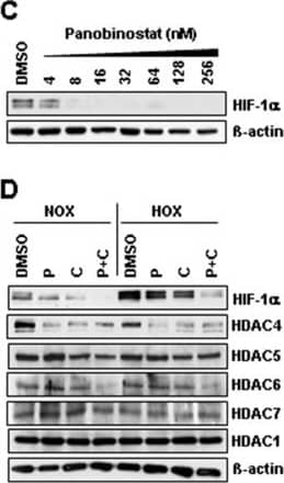 Detection of Human HIF-1 alpha by Western Blot