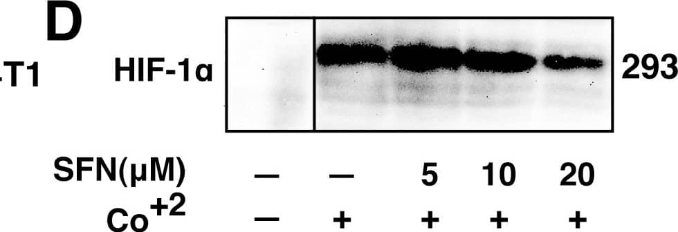 Detection of Human HIF-1 alpha by Western Blot