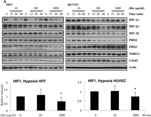 Detection of Human HIF-1 alpha by Western Blot
