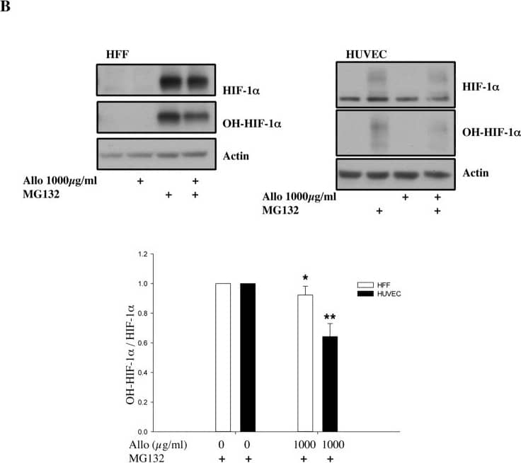 Detection of Human HIF-1 alpha by Western Blot