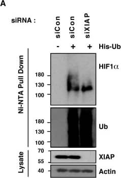 Detection of Human HIF-1 alpha by Western Blot
