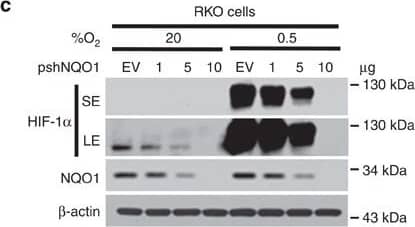 Detection of Human HIF-1 alpha by Western Blot
