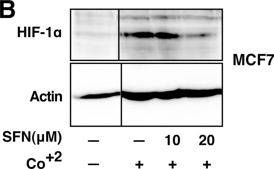 Detection of Human HIF-1 alpha by Western Blot