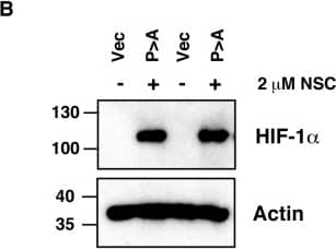 Detection of Human HIF-1 alpha by Western Blot