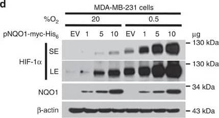 Detection of Human HIF-1 alpha by Western Blot