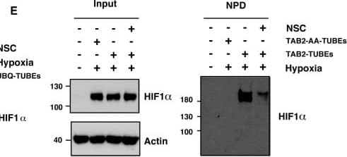 Detection of Human HIF-1 alpha by Western Blot