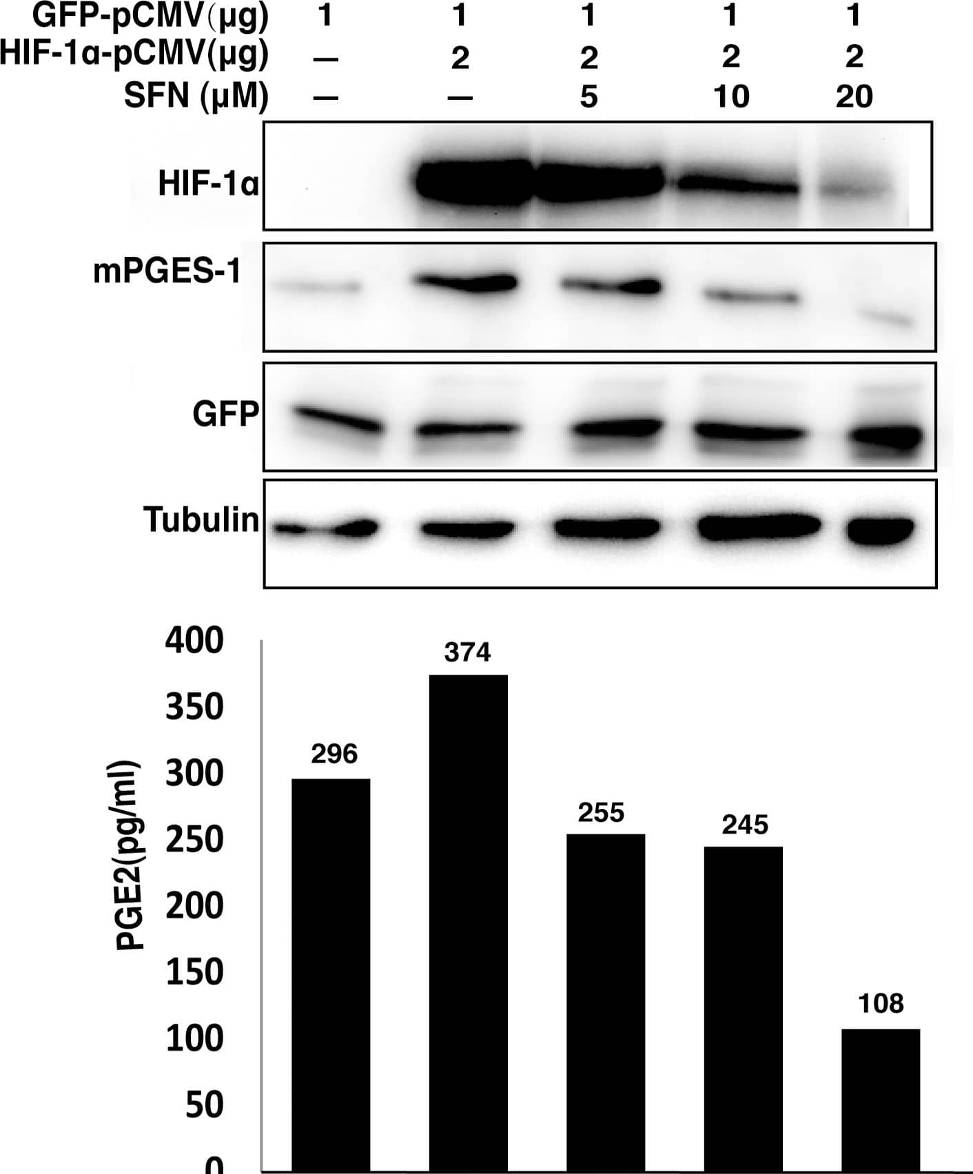 Detection of Mouse HIF-1 alpha by Western Blot