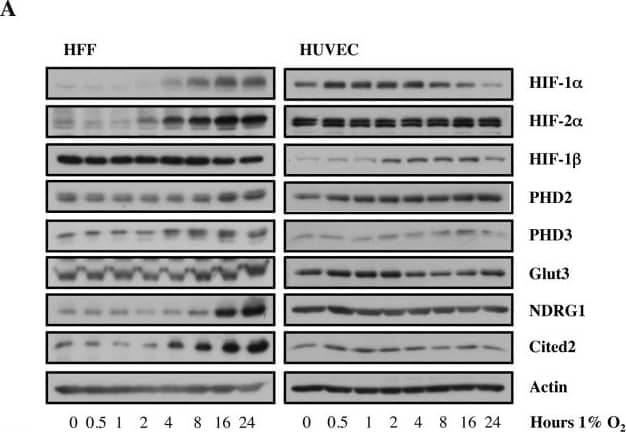Detection of Human HIF-1 alpha by Western Blot