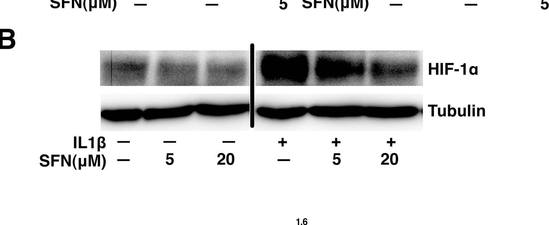 Detection of Human HIF-1 alpha by Western Blot