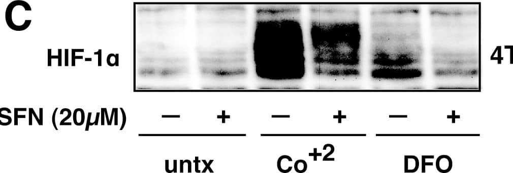 Detection of Mouse HIF-1 alpha by Western Blot