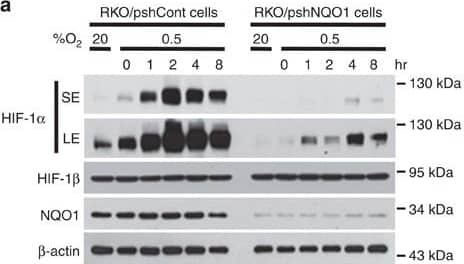 Detection of Human HIF-1 alpha by Western Blot