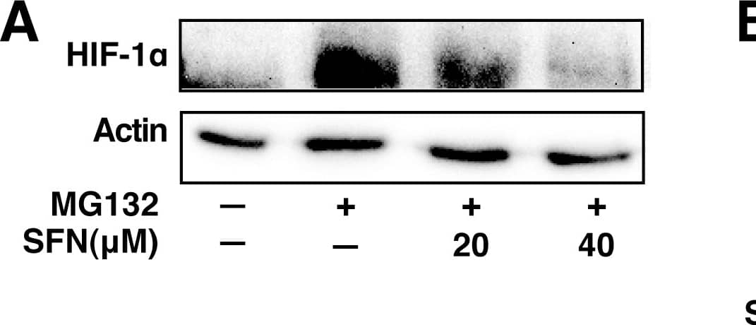 Detection of Human HIF-1 alpha by Western Blot