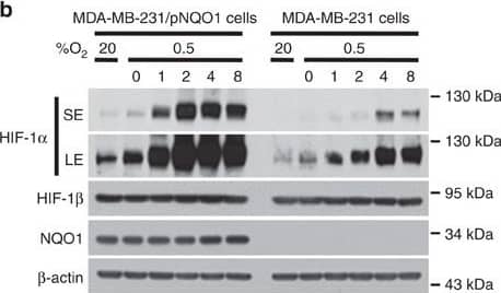 Detection of Human HIF-1 alpha by Western Blot