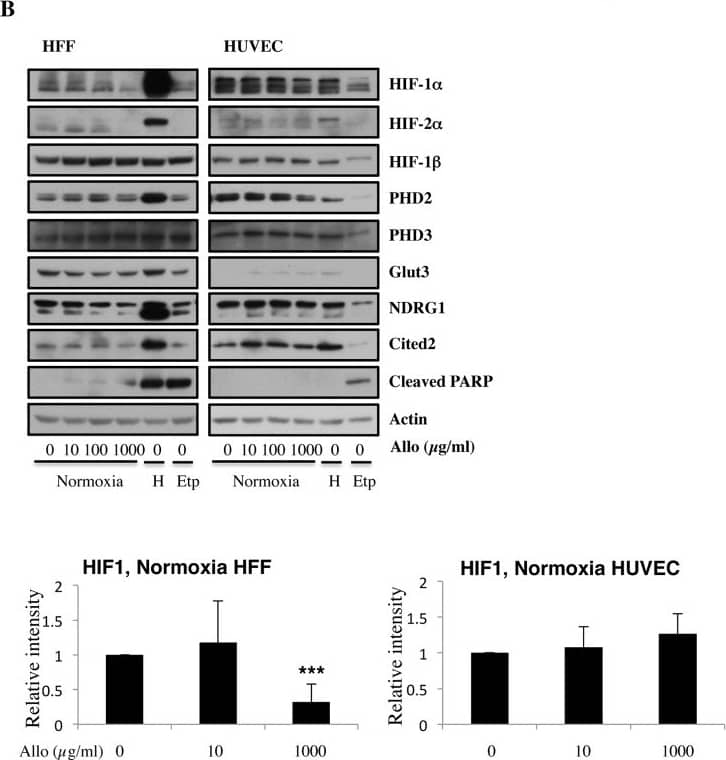 Detection of Human HIF-1 alpha by Western Blot