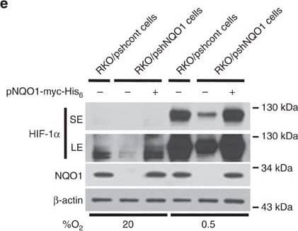 Detection of Human HIF-1 alpha by Western Blot