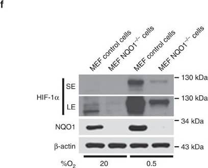 Detection of Human HIF-1 alpha by Western Blot