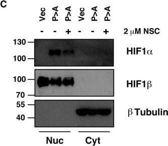Detection of Human HIF-1 alpha by Western Blot