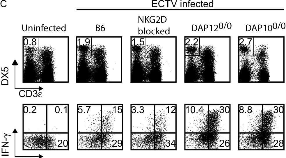 Detection of NKG2D/CD314 by Flow Cytometry