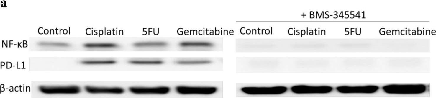 Detection of PD-L1/B7-H1 by Western Blot