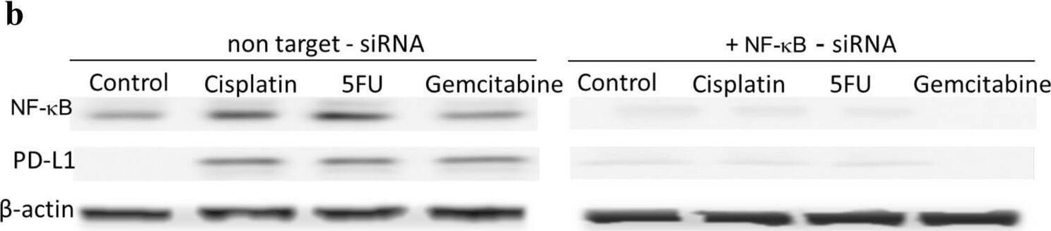 Detection of PD-L1/B7-H1 by Western Blot