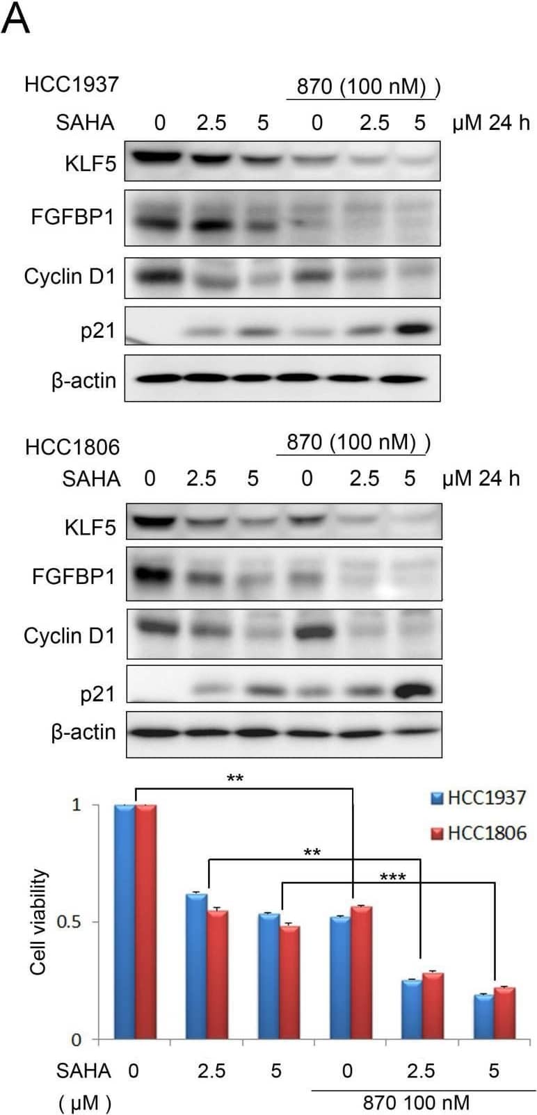 Detection of FGF-BP by Western Blot