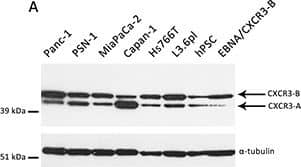 Detection of Human CXCR3 by Western Blot