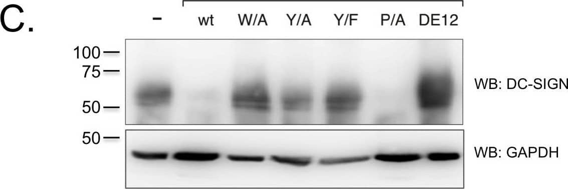 Detection of DC-SIGN/CD209 by Western Blot Detection of DC-SIGN/CD209 by Western Blot
