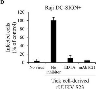 Detection of Human DC-SIGN+DC-SIGNR by Block/Neutralize