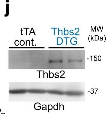 Detection of Mouse Thrombospondin-2 by Western Blot