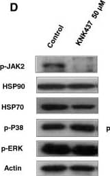 Detection of Human HSP70/HSPA1A by Western Blot