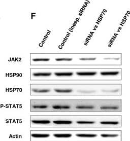 Detection of Mouse HSP70/HSPA1A by Western Blot