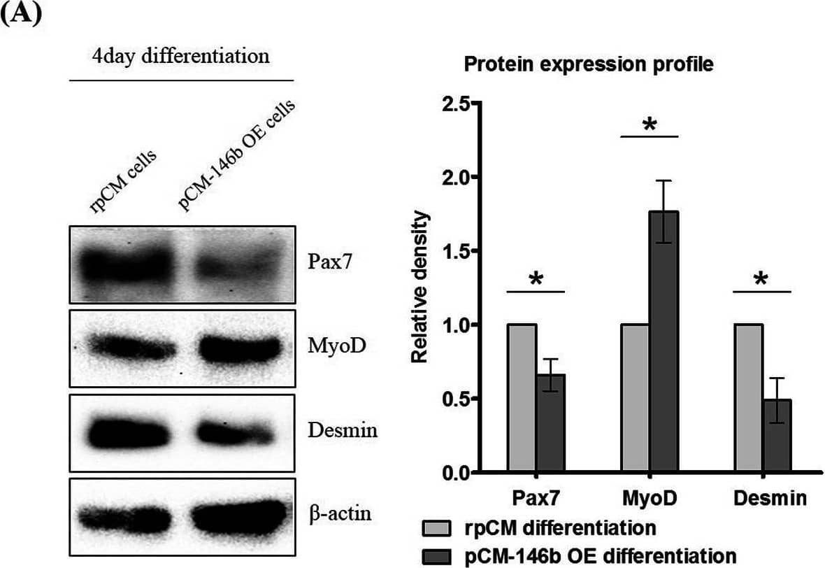 Detection of Pax7 by Western Blot