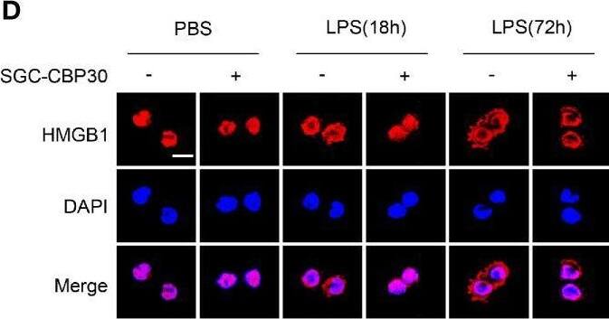 Detection of HMGB1/HMG-1 by Immunocytochemistry/ Immunofluorescence