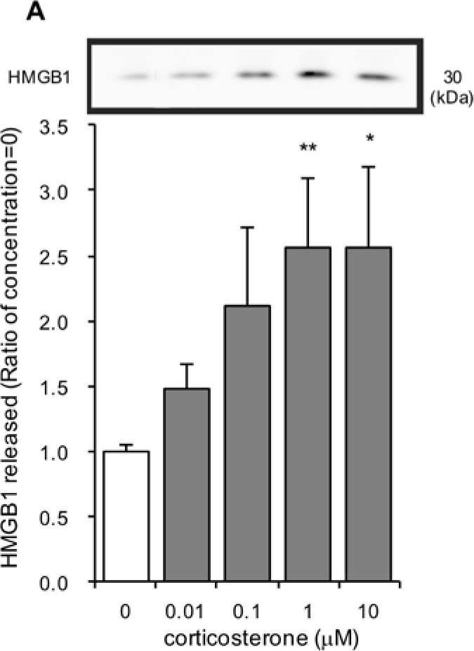 Detection of Rat HMGB1/HMG-1 by Western Blot