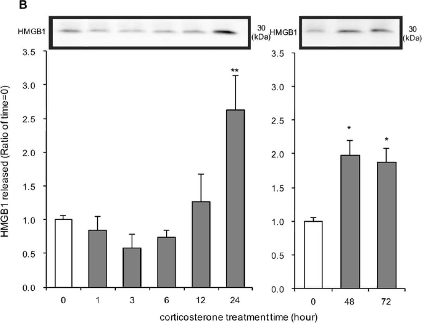 Detection of Rat HMGB1/HMG-1 by Western Blot
