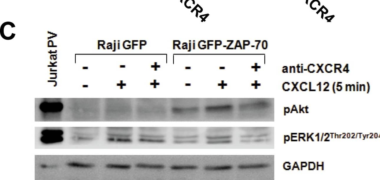 Detection of Mouse CXCR4 by Western Blot