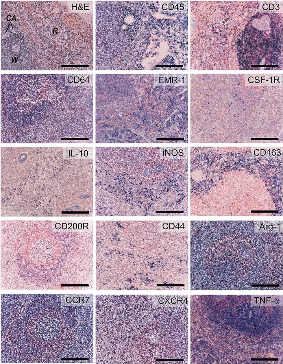 Detection of Sheep CXCR4 by Immunohistochemistry