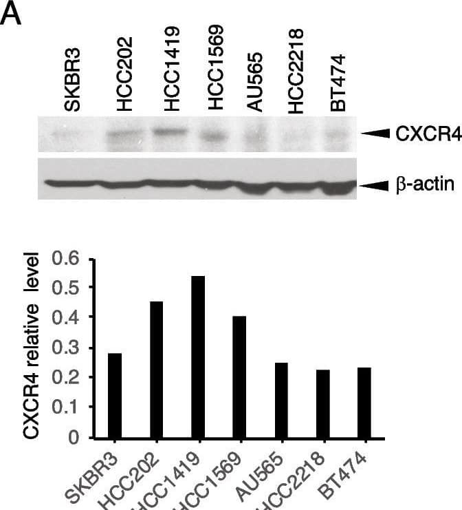 Detection of CXCR4 by Western Blot
