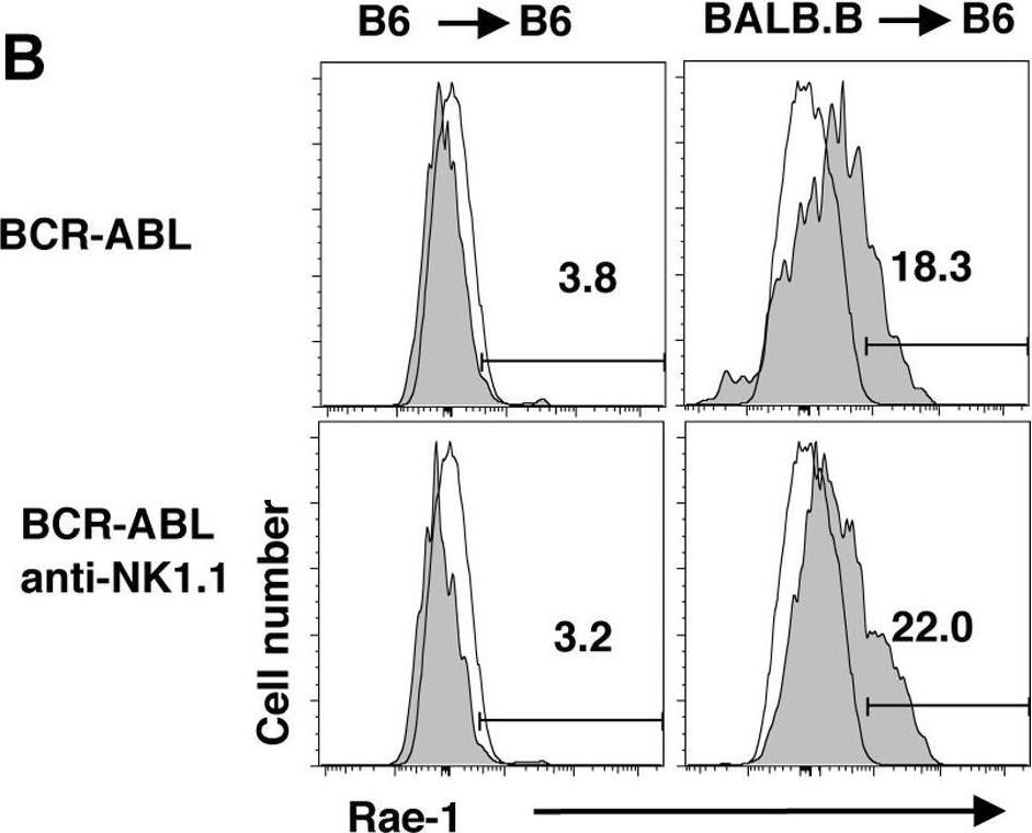 Detection of Rae-1 Pan Specific by Flow Cytometry