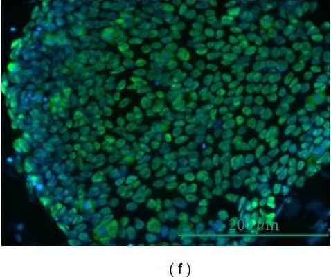 Detection of Human Oct-3/4 by Immunocytochemistry/Immunofluorescence
