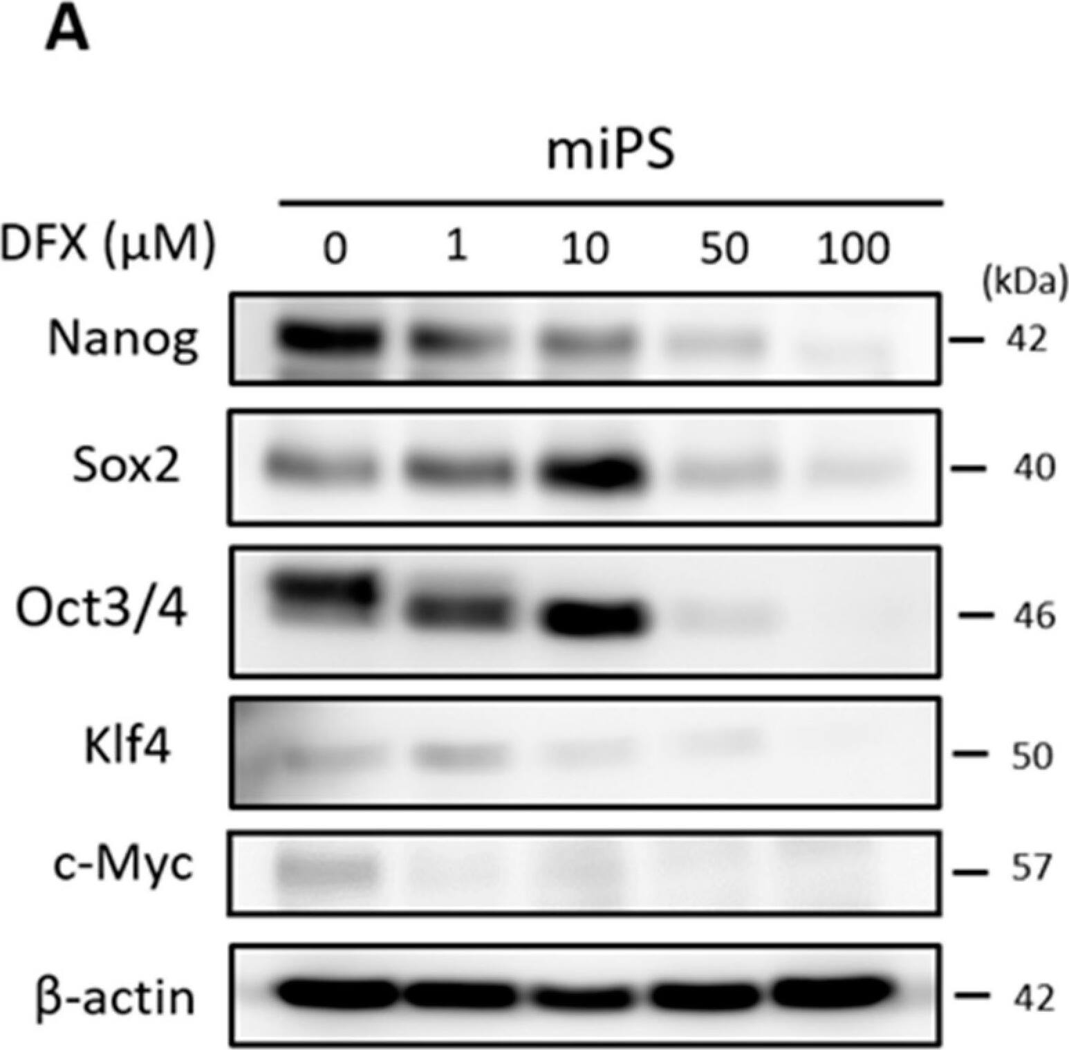 Detection of Mouse Oct-3/4 by Western Blot