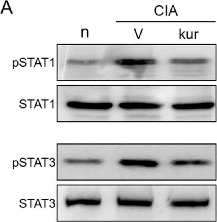 Detection of Mouse STAT3 by Western Blot