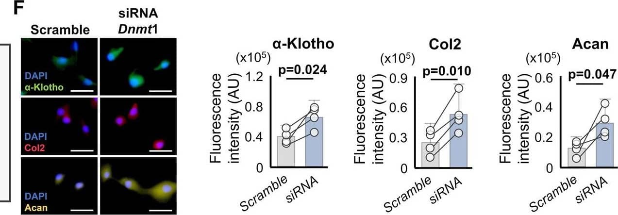 Detection of Mouse Klotho by Immunocytochemistry/ Immunofluorescence