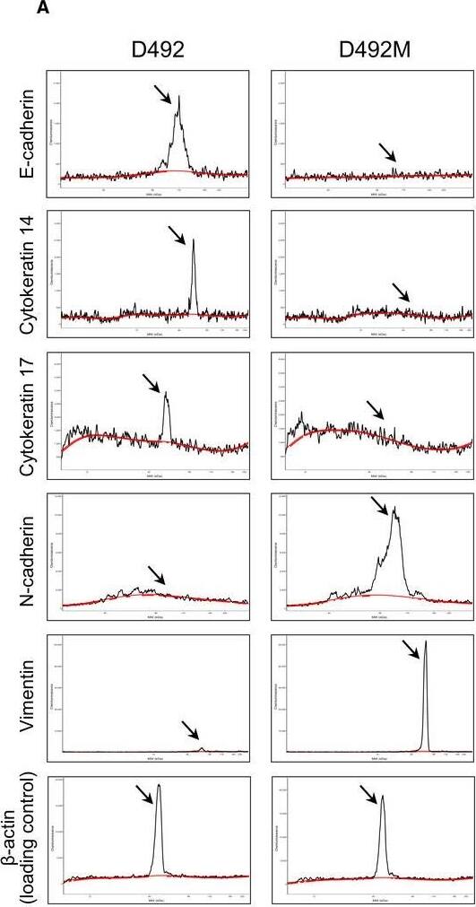 Detection of Human E-Cadherin by Simple Western