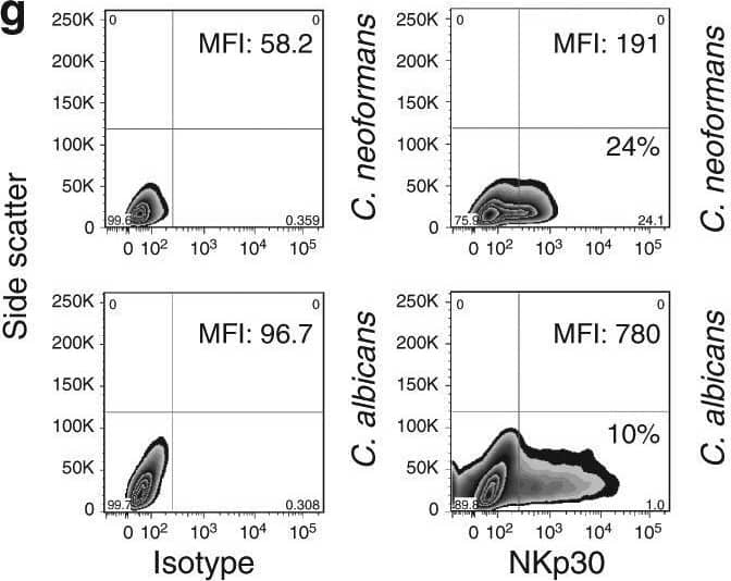 Detection of NKp30/NCR3 by Flow Cytometry