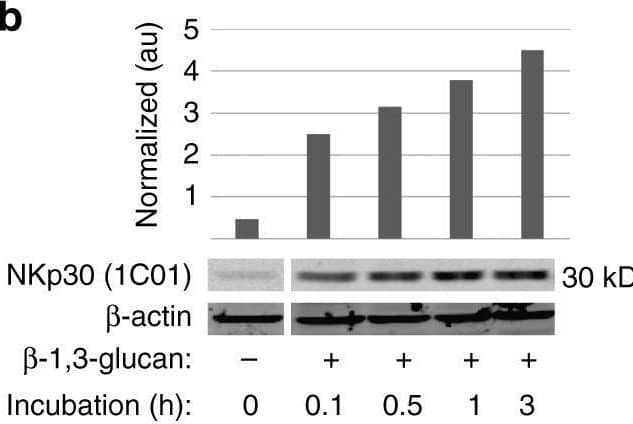 Detection of NKp30/NCR3 by Western Blot