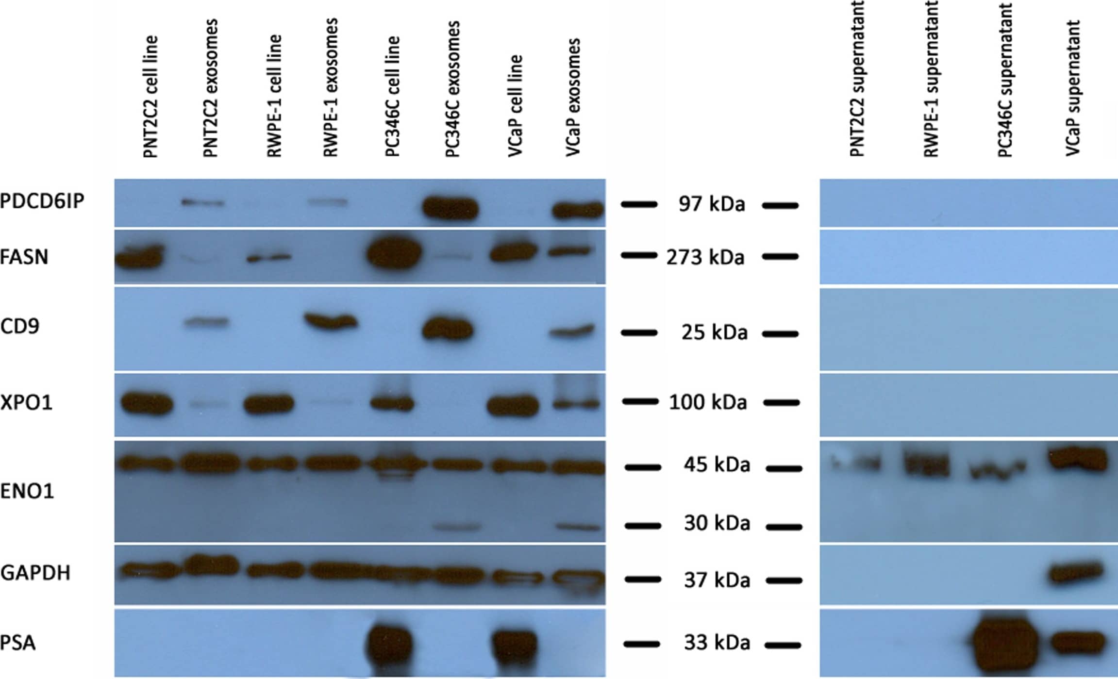 Detection of Human CD9 by Western Blot