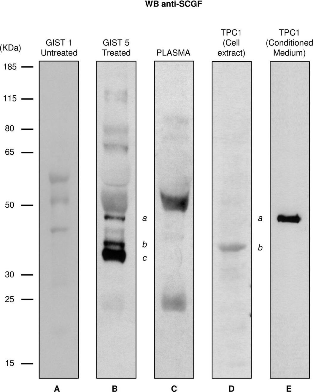 Detection of Human SCGF/CLEC11a by Western Blot
