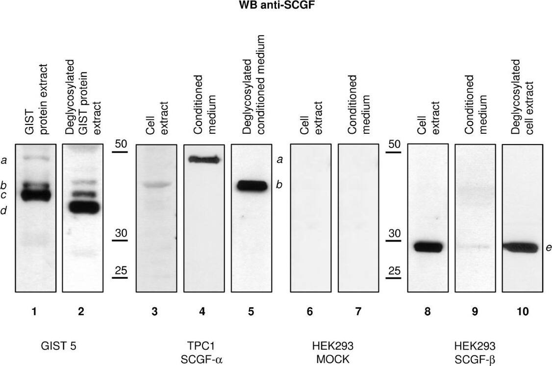 Detection of Human SCGF/CLEC11a by Western Blot